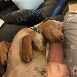 Meet your Posher, Anna